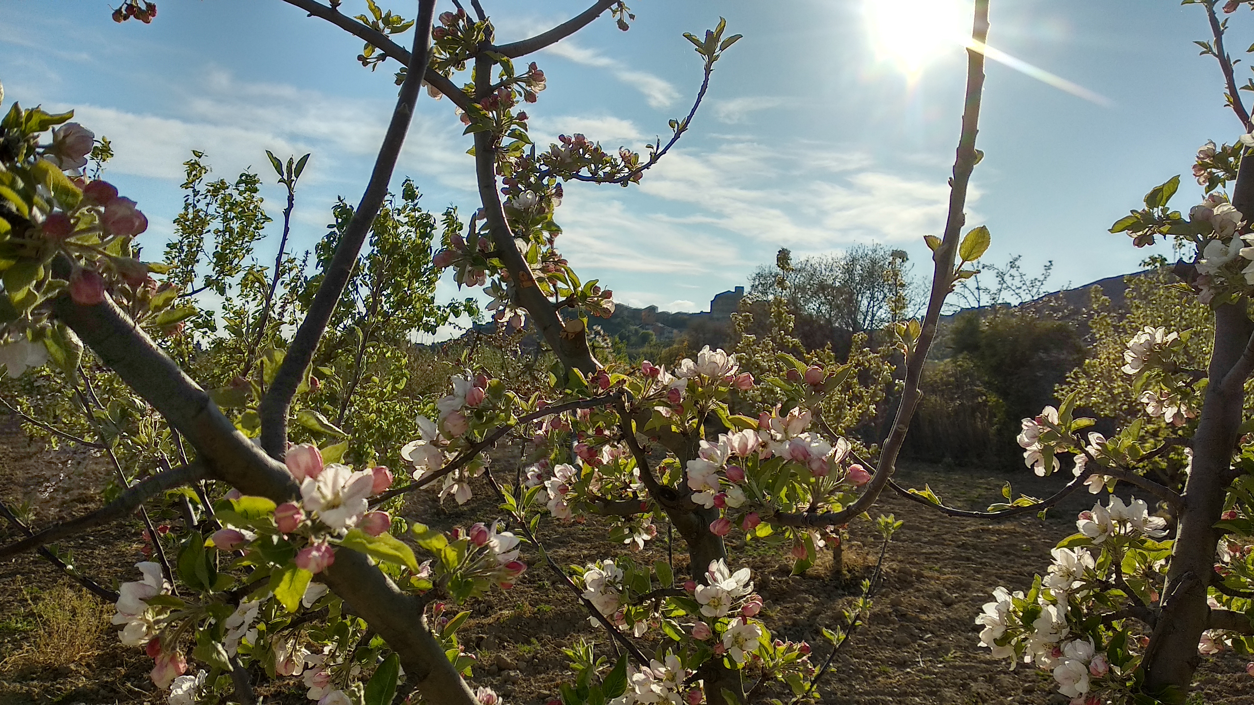Cerezos en flor en Bolea Hoya de Huesca 