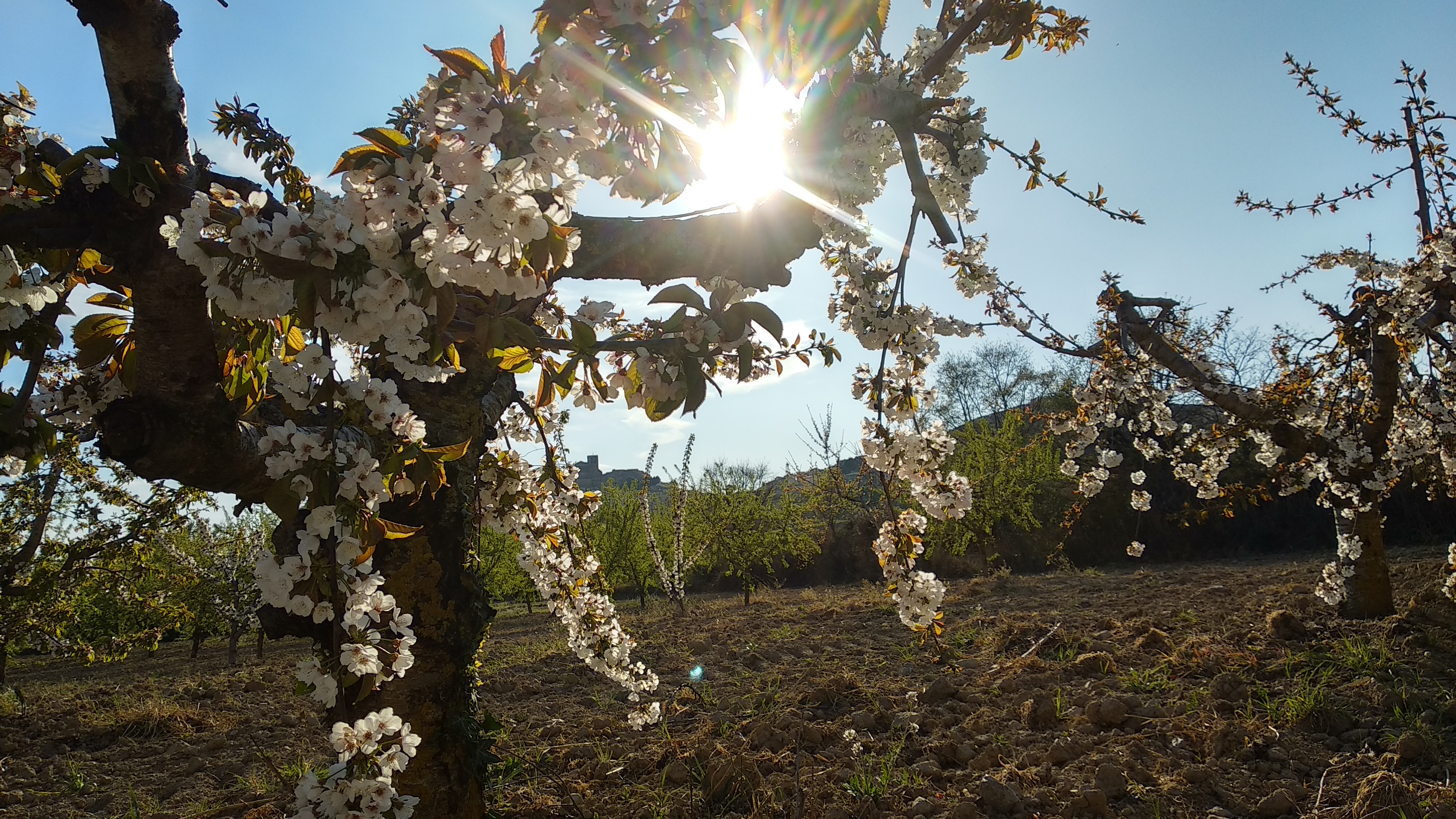 Atardecer sobre los cerezos en flor de Bolea Huesca