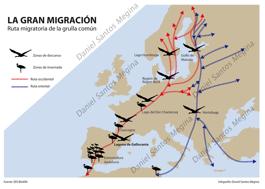 MIgracion de las Grullas en la Alberca de Albor Montemsa Huesca00010