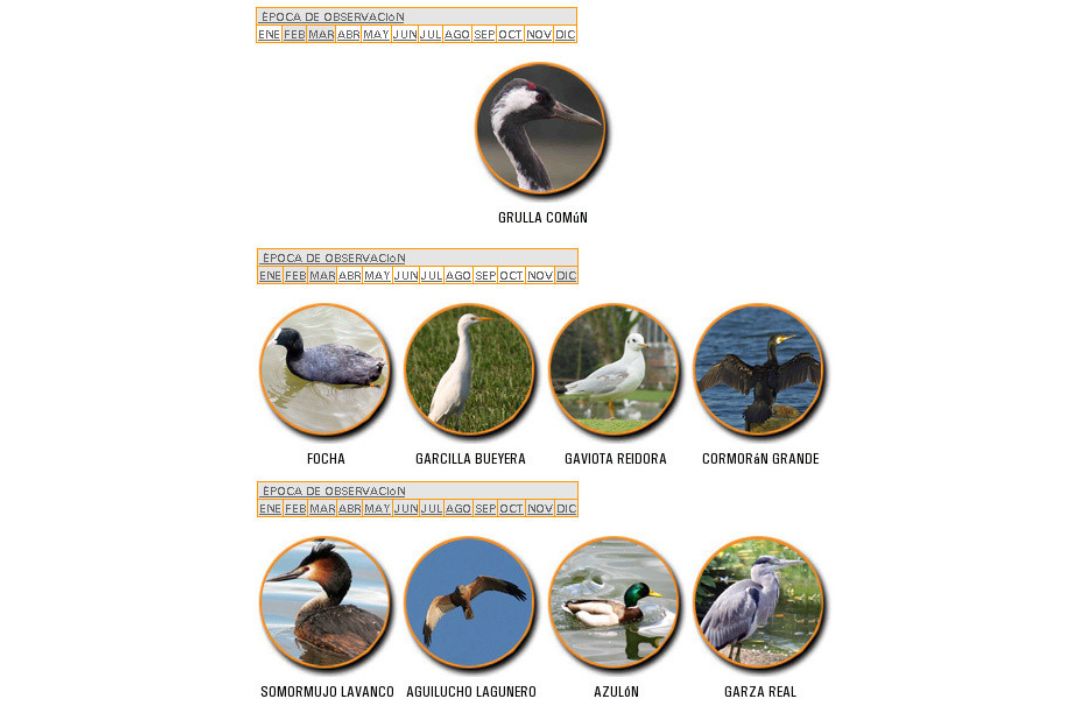 Calendario observacion aves