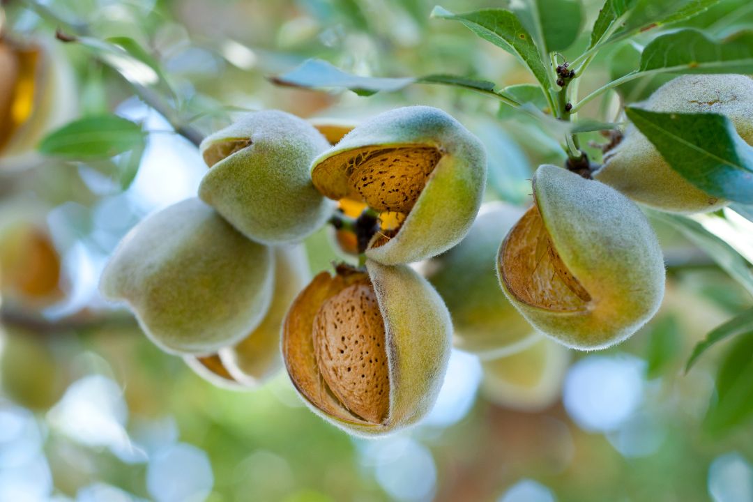 Almendras