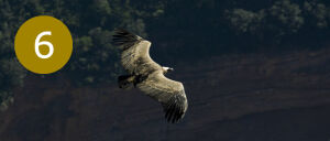 6. El mundo de las aves rapaces